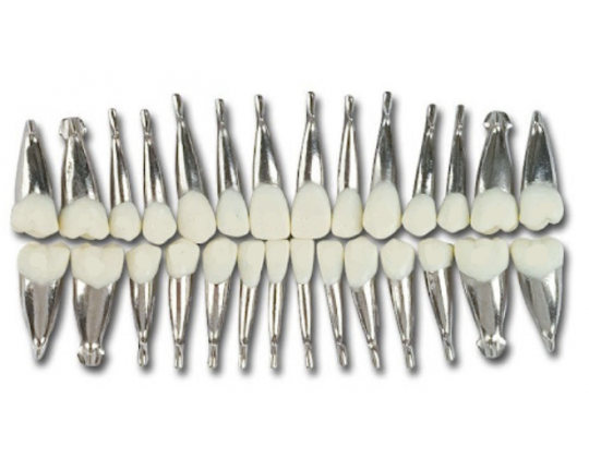 Dents métalliques pour typodont pour cire